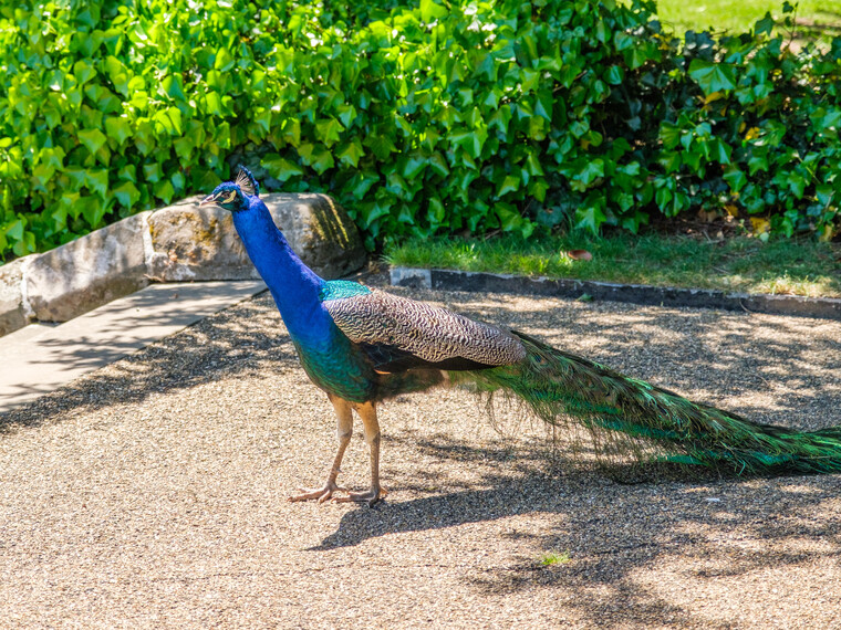 UK May '22 - The Castle (Warwick) 058.jpg